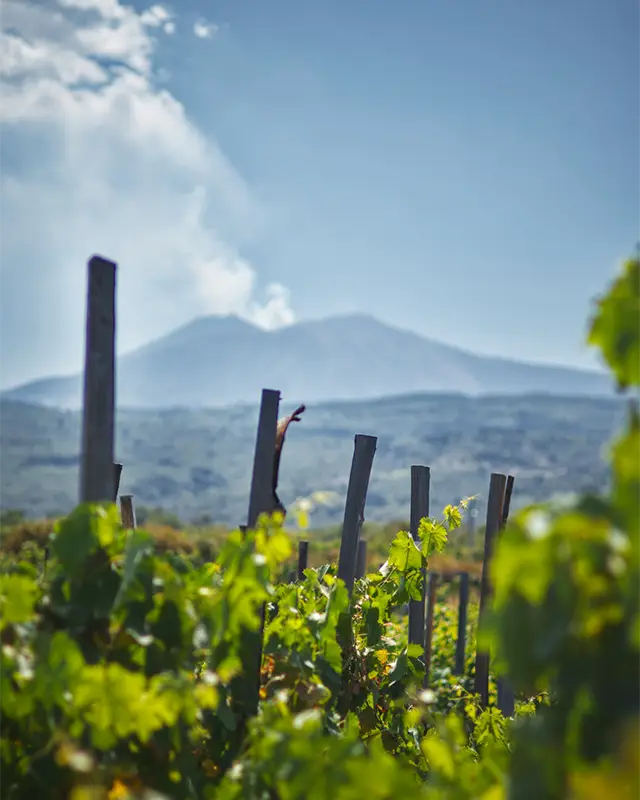 Etna wine tours
